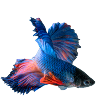Poisson